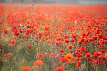 Vivid poppy field