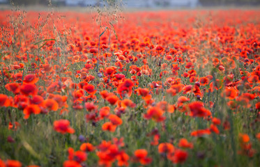 Vivid poppy field