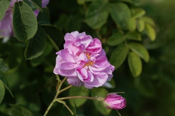 Fototapeta na wymiar Damask rose (Rosa damascena)