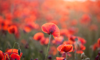 Poppy field
