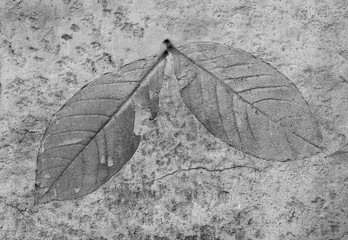 Leaf on cement texture background.