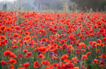 Vivid poppy field
