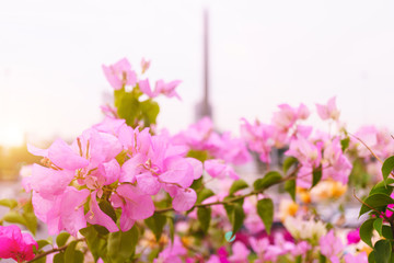 Bougainvillea in the park and sunset for the background, Bougainvillea, bright colors with soft sunlight, Bougainvillea flower, Pink flowers in the park with sunlight morning, Blurred background.