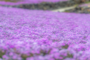 芝桜