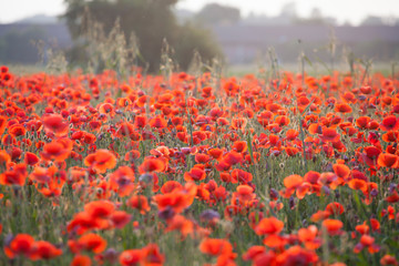 Vivid poppy field