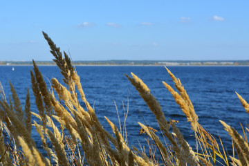 Dry cereals in windy day on the background of blue river and sky.
