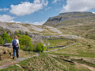 Fototapeta premium A single walker on a path by Crina Bottom, heading for Ingleborough, in the background, in the Yorkshire Dales, UK