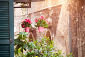 Naklejka na ściany i meble Pink flower pots
