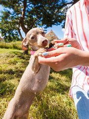 Woman playing pinscher ratter dog outside