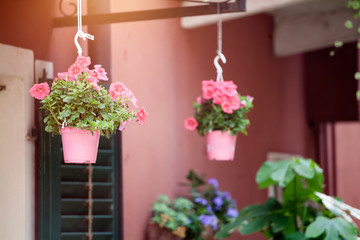Pink flower pots