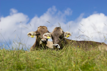 Entspannte Kühe in Bayern 