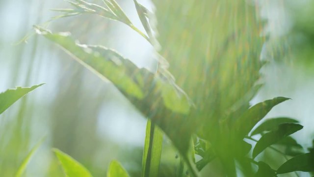 close up of green leaves with sun flaring through
