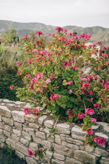 Bougainvillea flowers surrounding ancient arch cyprus in summer