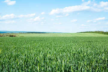 green field of young wheat sprouts, to the horrizon