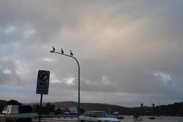 Amazing photo, 3 pelicans sitting on a street light late afternoon 