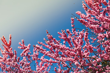 sakura cherry blossoms tree in pink color on blue sky background, turn full blooming ,full frame photo good for pink background