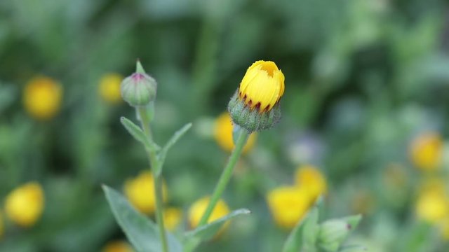 urginea maritima flover