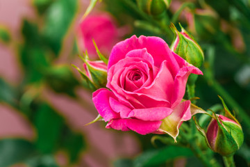 bouquet of small colored roses on a rose  background close up view  - Image