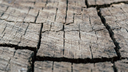 Rough Old Stump surface close up 