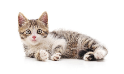 Fototapeta premium One striped kitten.