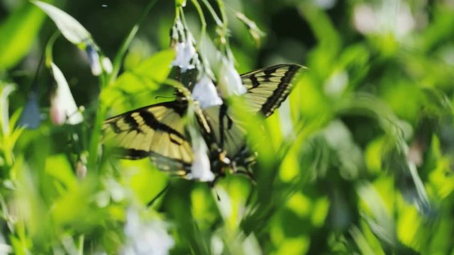slow motion of butterfly sucking pollen out of wildflower while backlit by the sun