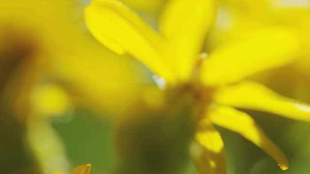 beautiful yellow flowers backlit by the sun