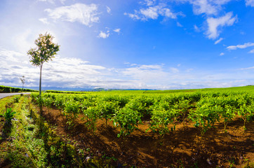 Obraz premium tea plantation kayuaro kerinci indonesian