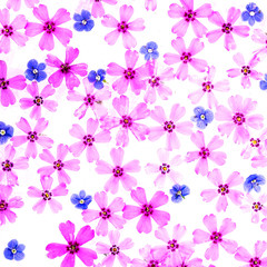 Fototapeta na wymiar Many flower head in purple and blue color isolated on white background closeup. Garden flower, without shadows, top view, flat lay.