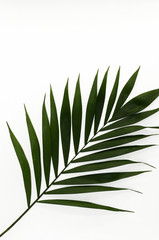 Blatt einer Palme Freisteller als Bildhintergrund
