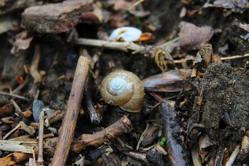 concha de caracol