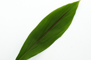 Blatt einer Palme Freisteller als Bildhintergrund