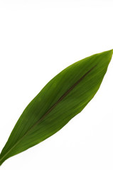 Blatt einer Palme Freisteller als Bildhintergrund