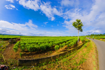 Obraz premium tea plantation kayuaro kerinci indonesian