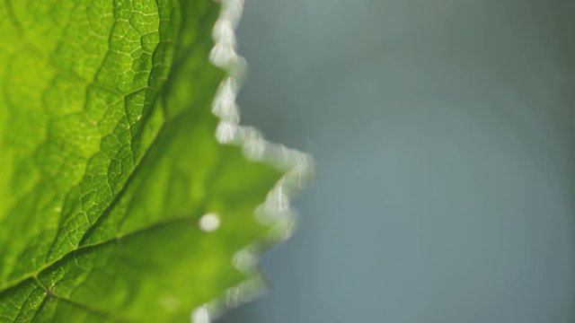 macro shot of veins of green leaves