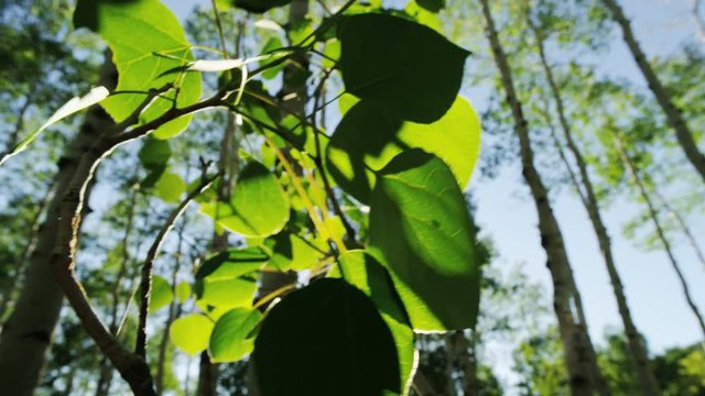 close up of aspen leaves backlit by the summer sun