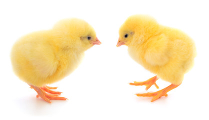 Two little chicken isolated.