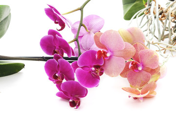 Naklejka na ściany i meble Bouquet of orchids.