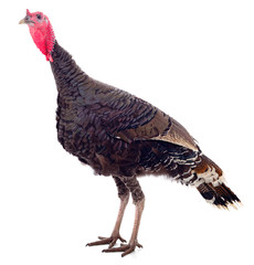 Young turkey bird isolated.