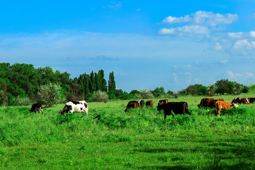 herd of cows on the pasturers in the summer