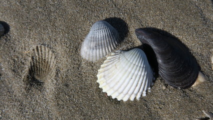 Conchiglie sulla sabbia
