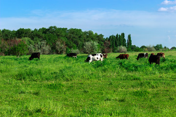 herd of cows on the pasturers in the summer