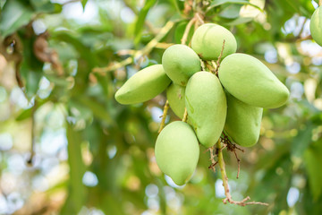 branch of green mango on tree closeup