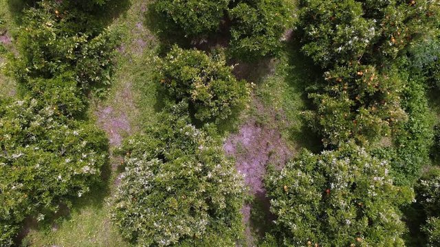 Aerial top down descending view of an orange plantation in Sicily (Italy) in bloom