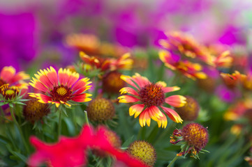 Red flower close up in nature. Close up of Chinese hibiscus flower in red color with blurred nature background