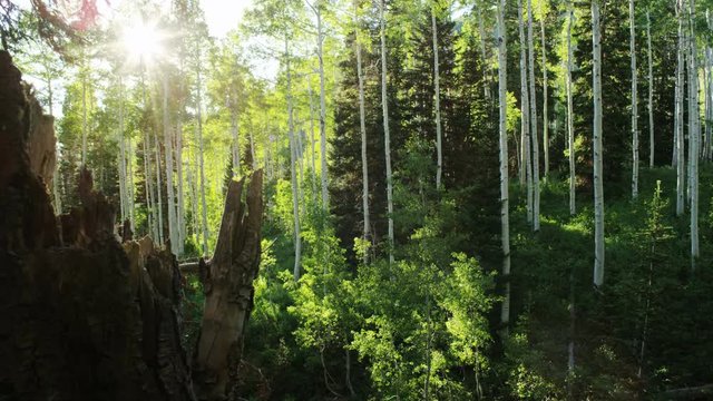 shot of aspen forest in the summer