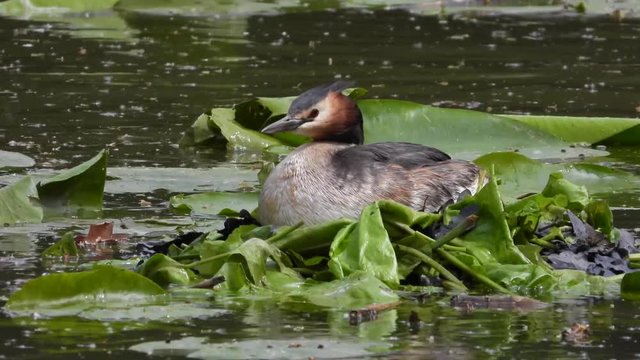 Haubentaucher (Podiceps cristatus)  br&uuml;tet