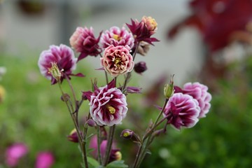 flowers in garden