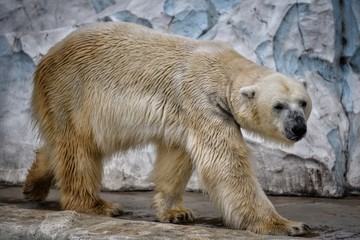bear, polar, white, animal, polar bear