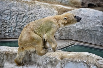 bear, polar, white, animal, polar bear