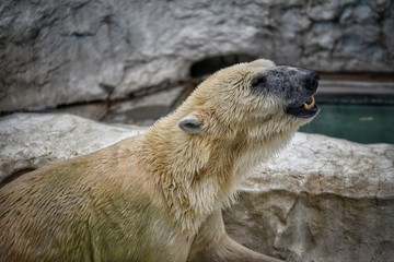 bear, polar, white, animal, polar bear